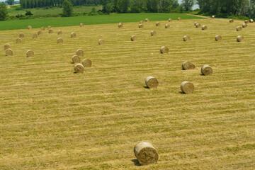 Bales of straw lie on the field. Agricultural concept