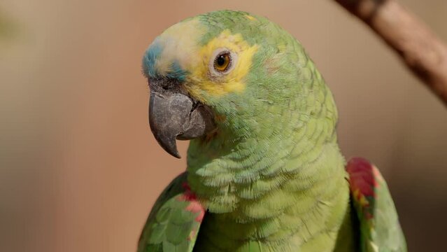 Adult Turquoise fronted Parrot