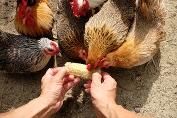 It's time to feed the bantam flock.