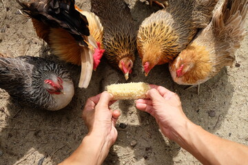 It's time to feed the bantam flock. © Weerayuth