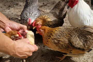 It's time to feed the bantam flock.