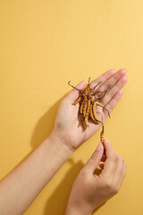 Two women's hands holding cordyceps in the palm on dark beige background. Advertising scene for product with ingredient from cordycep. Blank space for text and design