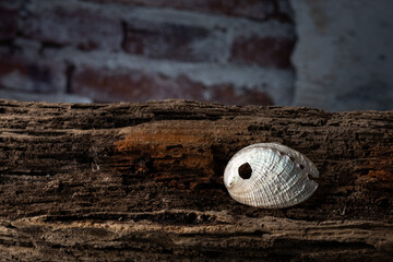 Shiny white sea shell on old wooden log