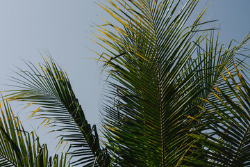 Fototapeta premium Large green textured palm leaves bottom view. natural background with space for text