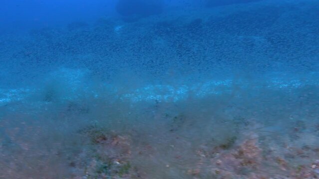 Underwater scene - Very little fish and krill at the Mediterranean seabed