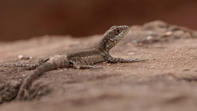 Small ground lizard