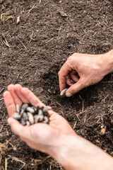 Larven von Rosenkäfer ausgraben, Engerlinge im Gartenbeet entfernen
