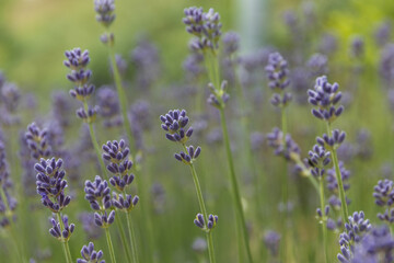 Lavender flowers in the nature, close up