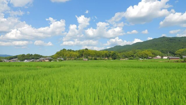 Beautiful view of rice fields in the countryside