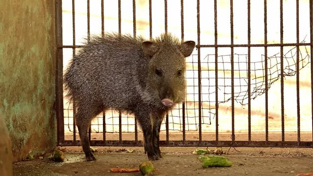 Animal Collared Peccary