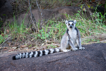 Naklejka na ściany i meble The ring-tailed lemur (Lemur catta), Andringitra National Park, Madagascar 