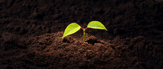 young green plant growing in fertilized soil banner, green sprout and new life concept