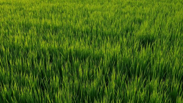 Nature green rice plant leaves on the rice fields