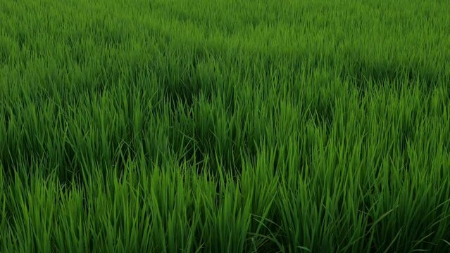 Nature green rice plant leaves on the rice fields
