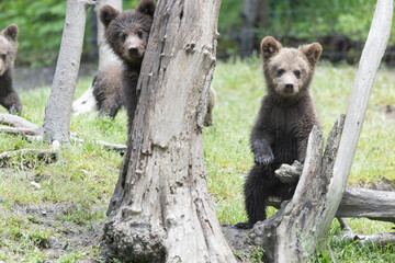 Brown baby bear cubs playing in the forest © Barosanu