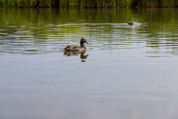 hungry ducks swimming on the lake in the summer