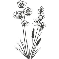 Minimalist chamomile flower tattoo design, lines, minimal, black and white, white background.
