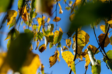 Birch forest with trees with yellow and green foliage