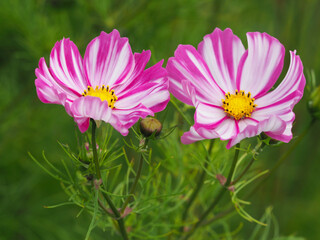 Fototapeta premium Schmuckkörbchen (Cosmos bipinnatus)