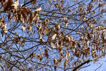 Branches of oak trees in the park in spring sunny weather
