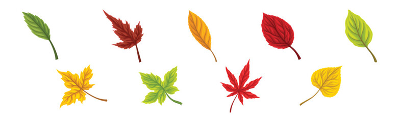 Colorful Autumn Leaves or Fall Foliage Vector Set
