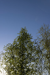 birches with new foliage in the spring season