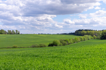 a field with green cereals in the spring season