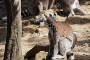 ワオキツネザル
英名：Ring-tailed Lemur
学名：Lemur catta
分類：霊長目　キツネザル科