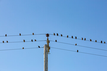 Starlings on telegraph wires with a blue sky behind