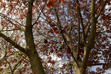 red foliage of maple trees in the spring season