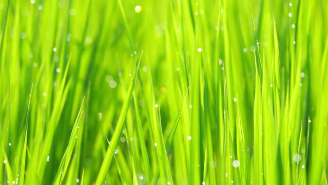 Beautiful ricefield scene with waterdrop early morning