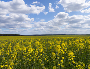 Obraz premium agricultural field with reps in sunny spring weather