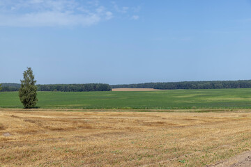 Obraz premium A field with cereals in the summer