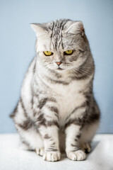 Cute gray british shorthair cat with big yellow eyes sits with blue background