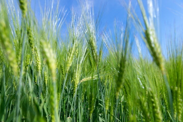 agricultural field with green cereals in summer