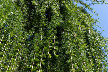 green needles on a larch tree in the spring season