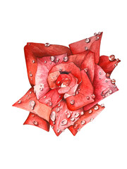 bright, red roses after the rain. watercolor set of illustrations. suitable for postcards, invitations and design
