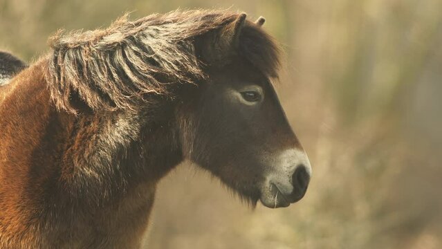 Closeup sunlit wild exmoor pony horse have rest standing in the middle of pasture in late autumn nature habitat in Milovice, Czech republic. Protected animals considered as horse ancestor