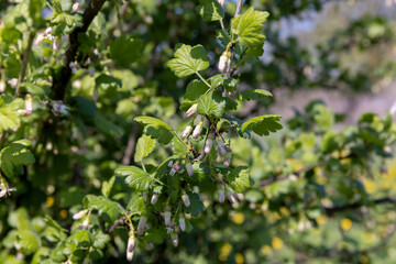 gooseberry bush with green foliage and flowers