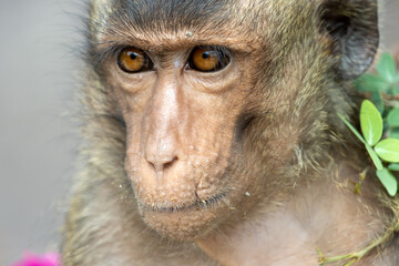 The portrait of macaque in a tropical nature, Thailand