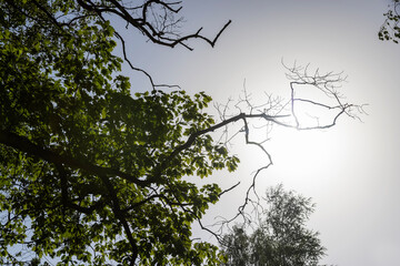 A variety of trees growing in the park