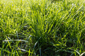 green grass in sunny weather, close up
