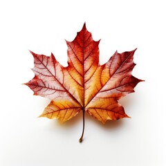 Maple Leaf white background, Generative AI
