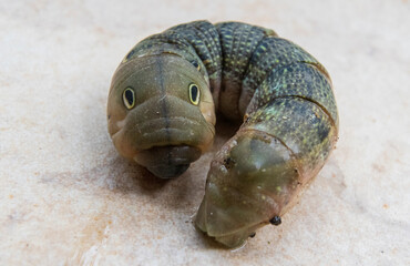 Close up of a caterpillar on a white background in Greece