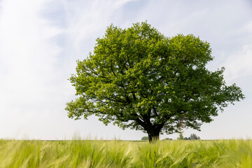 Obraz premium old oak with green foliage in summer