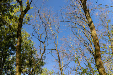 deciduous trees in a mixed forest in the spring season