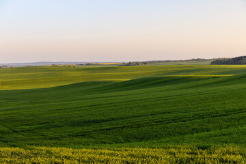 Fototapeta na wymiar young green wheat in the field in the spring season
