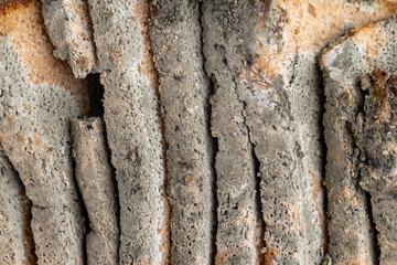 dangerous pieces of bread covered with mold on the table