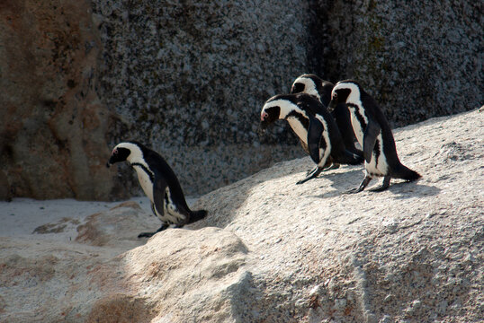 Four Jackass Penguins on a rock, Boulder Beach, Simon's Town, Western Cape, South Africa