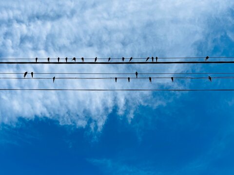 Swallows perched on the electricity cables, Bulgaria
